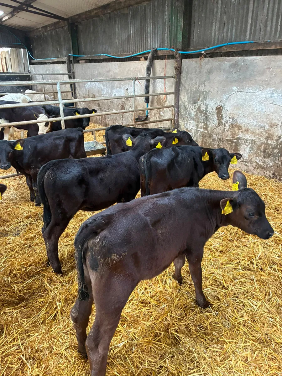 Angus bulls and heifers - Image 4