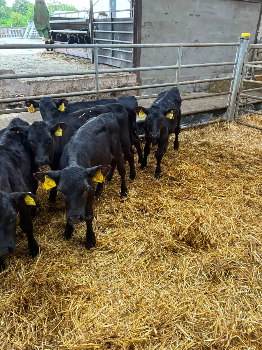 Angus bulls and heifers - Image 2