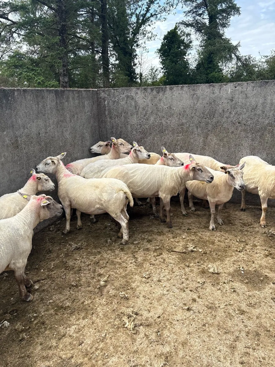 ⚡️10 young breeding ewes ⚡️ - Image 3