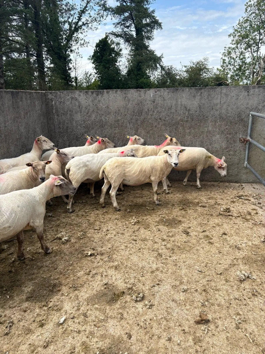 ⚡️10 young breeding ewes ⚡️ - Image 4