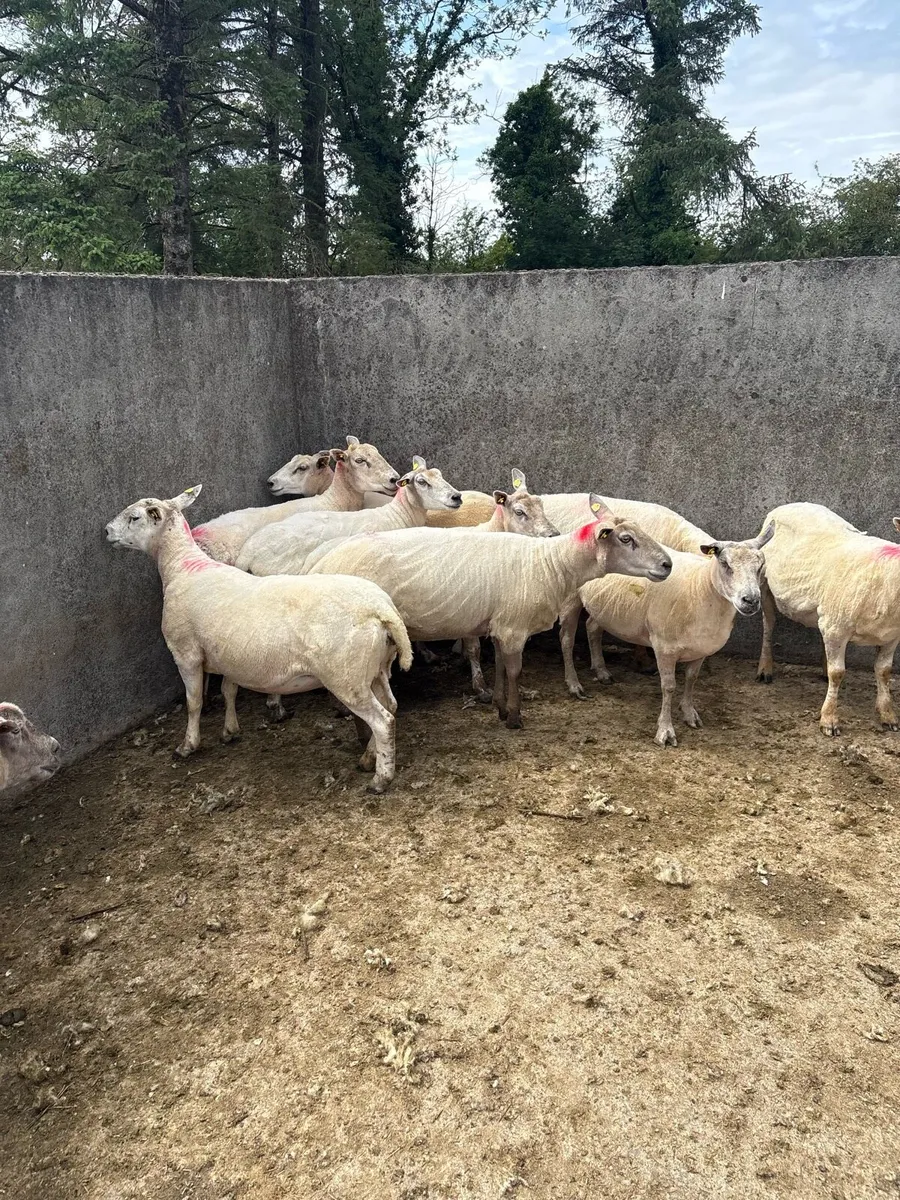 ⚡️10 young breeding ewes ⚡️ - Image 1