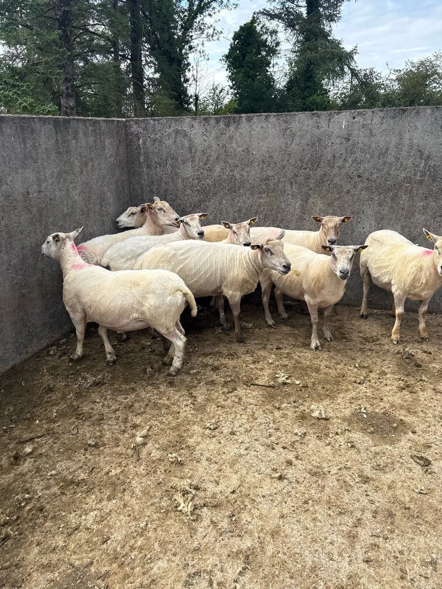 ⚡️10 young breeding ewes ⚡️ - Image 2