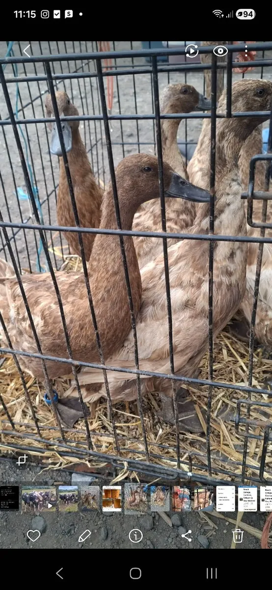 Duckling - Image 2