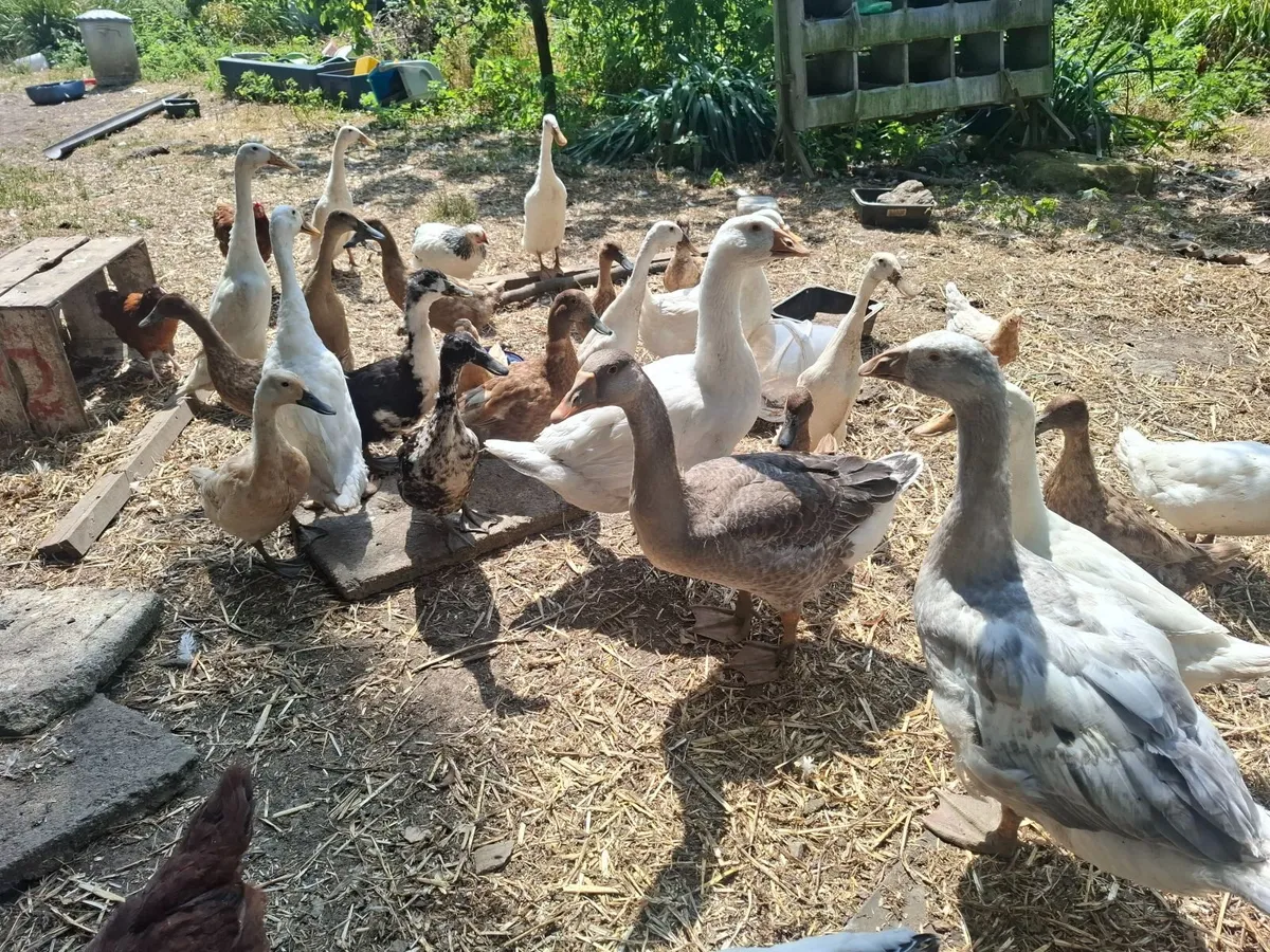 Duckling - Image 3