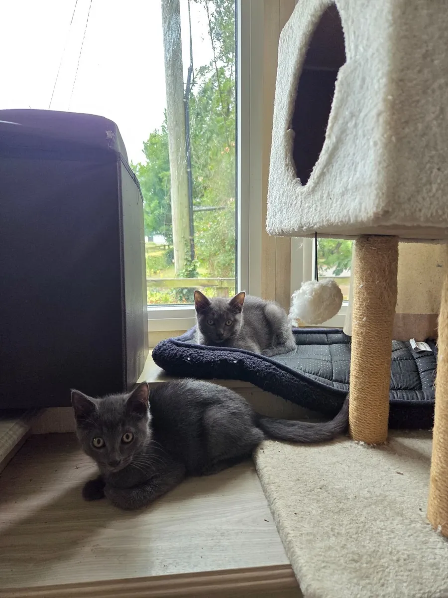 Kittens for sale - Image 1