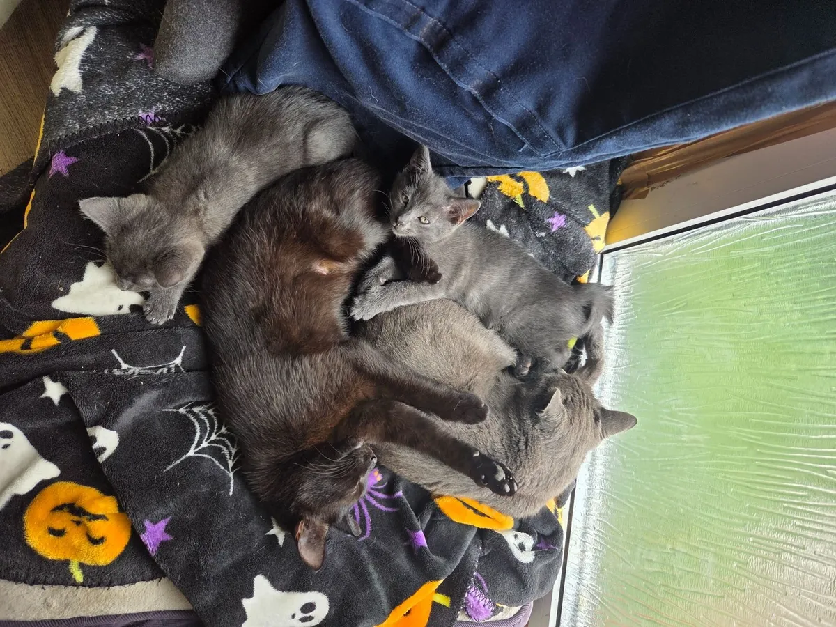Kittens for sale - Image 3