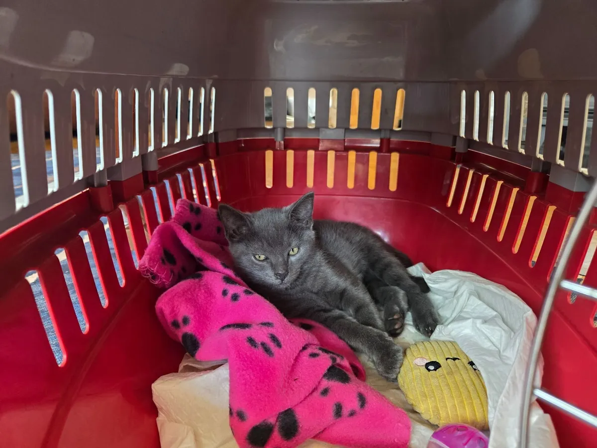 Kittens for sale - Image 2