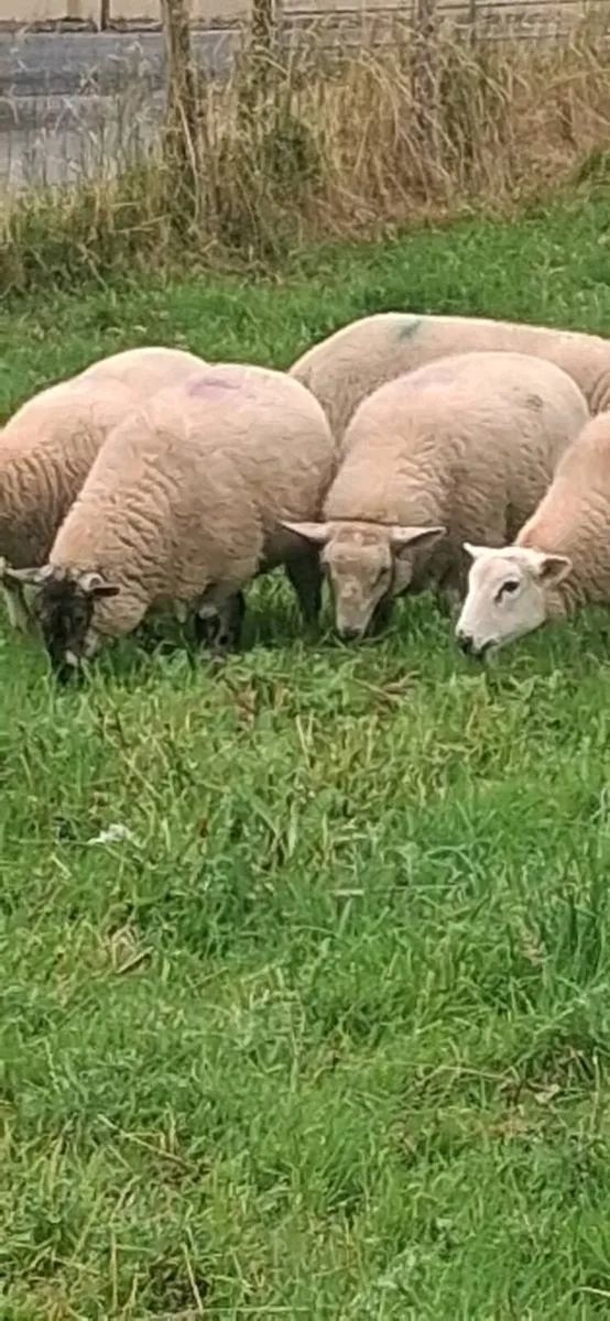 ewe lambs - Image 2