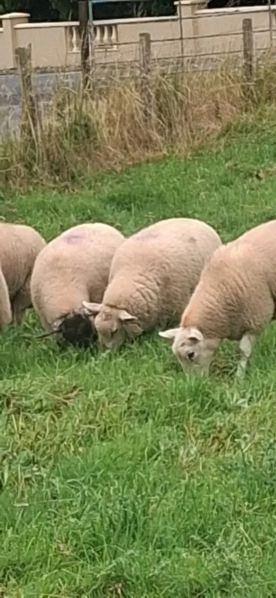 ewe lambs - Image 1