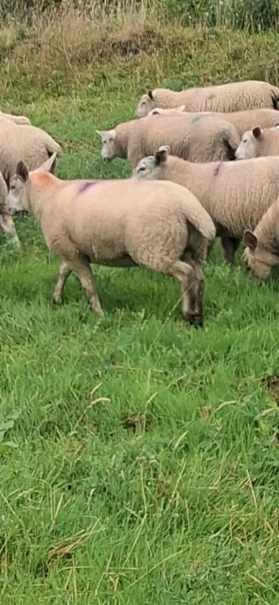 ewe lambs - Image 3