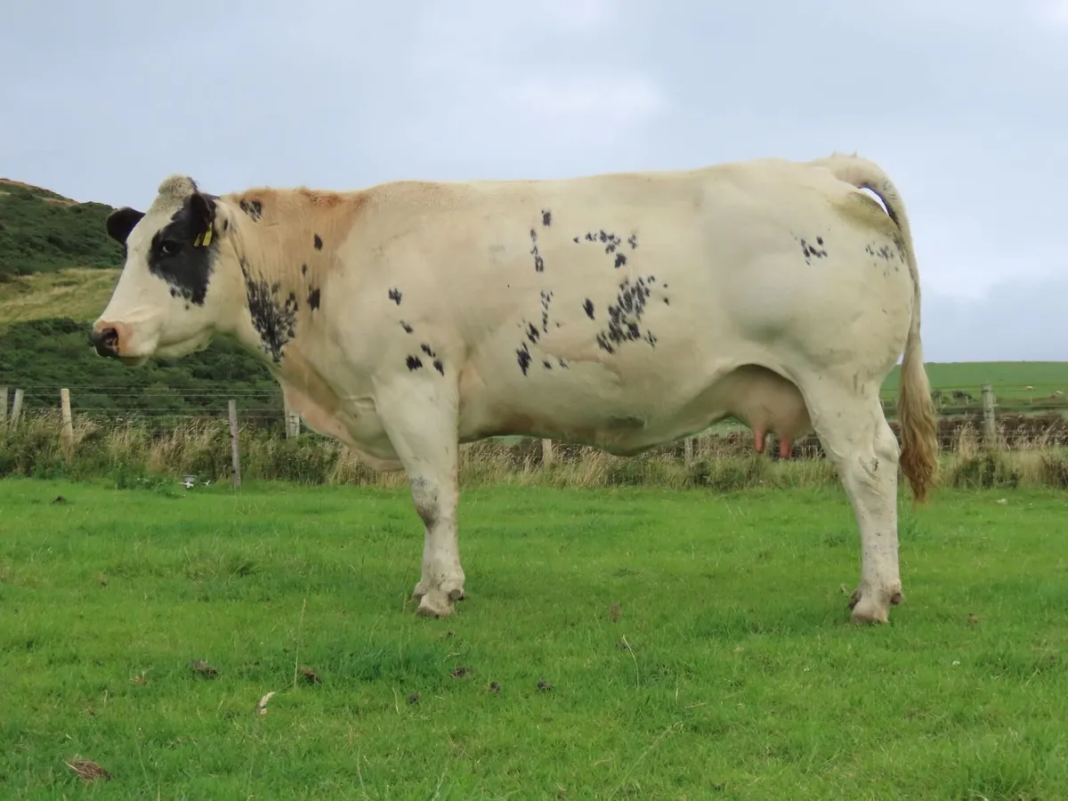 3/3 Cows