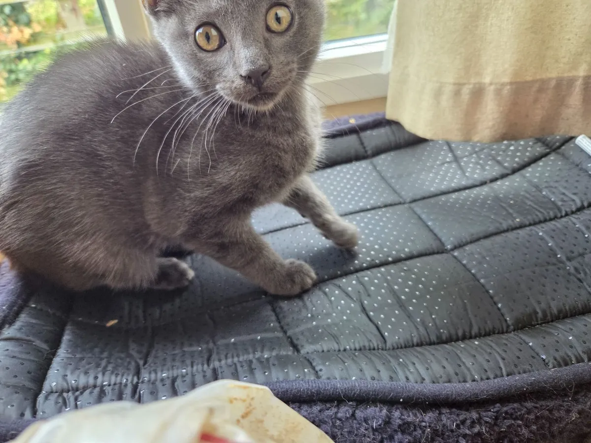 Kittens for sale - Image 4