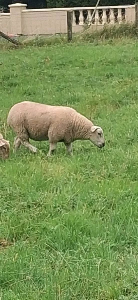 ewe lambs - Image 4