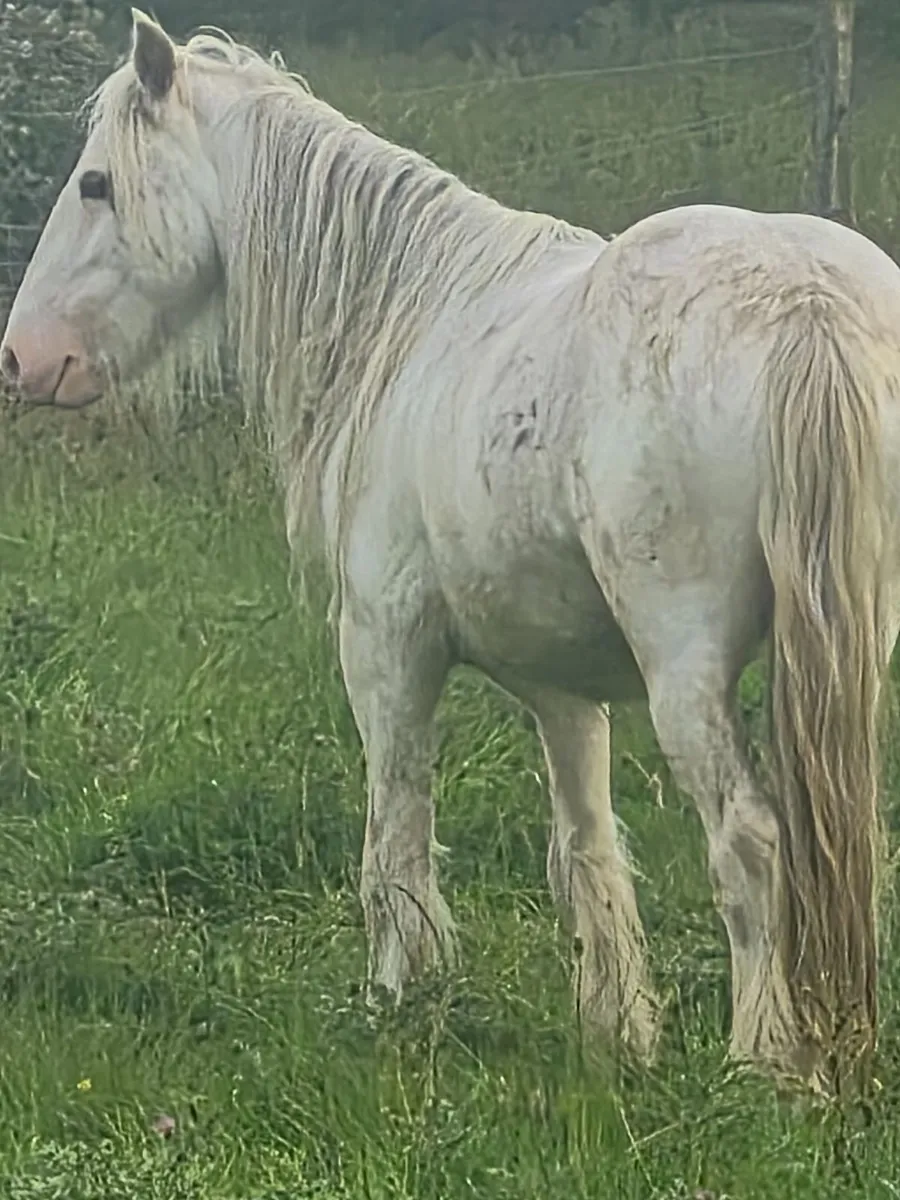 Pony - Image 1