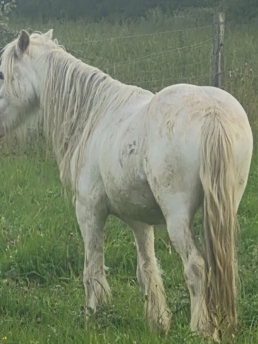 Pony - Image 3