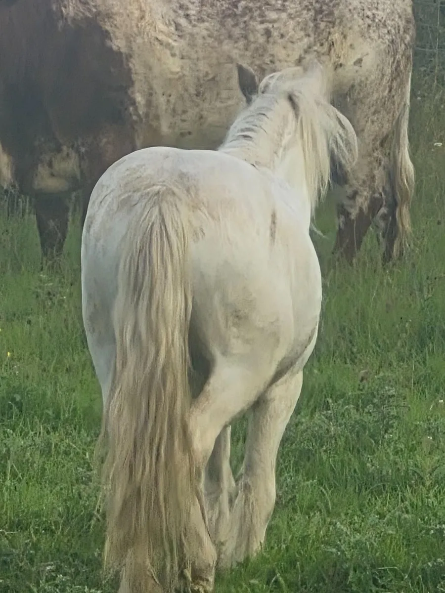 Pony - Image 2