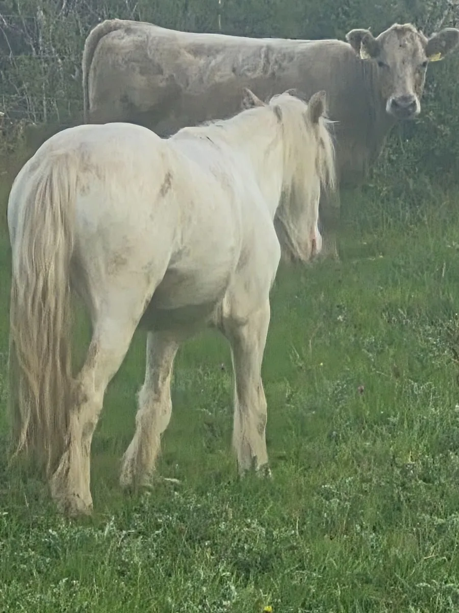 Pony - Image 4