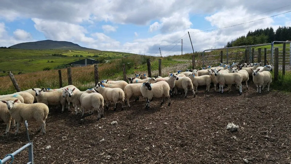 Store Ram Lamb - Image 2