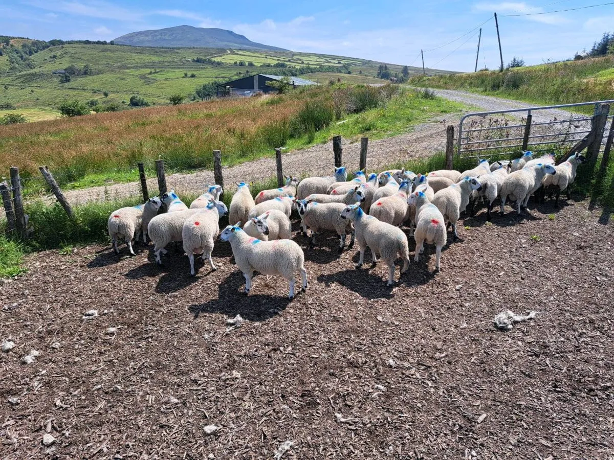 Store Ram Lamb - Image 4