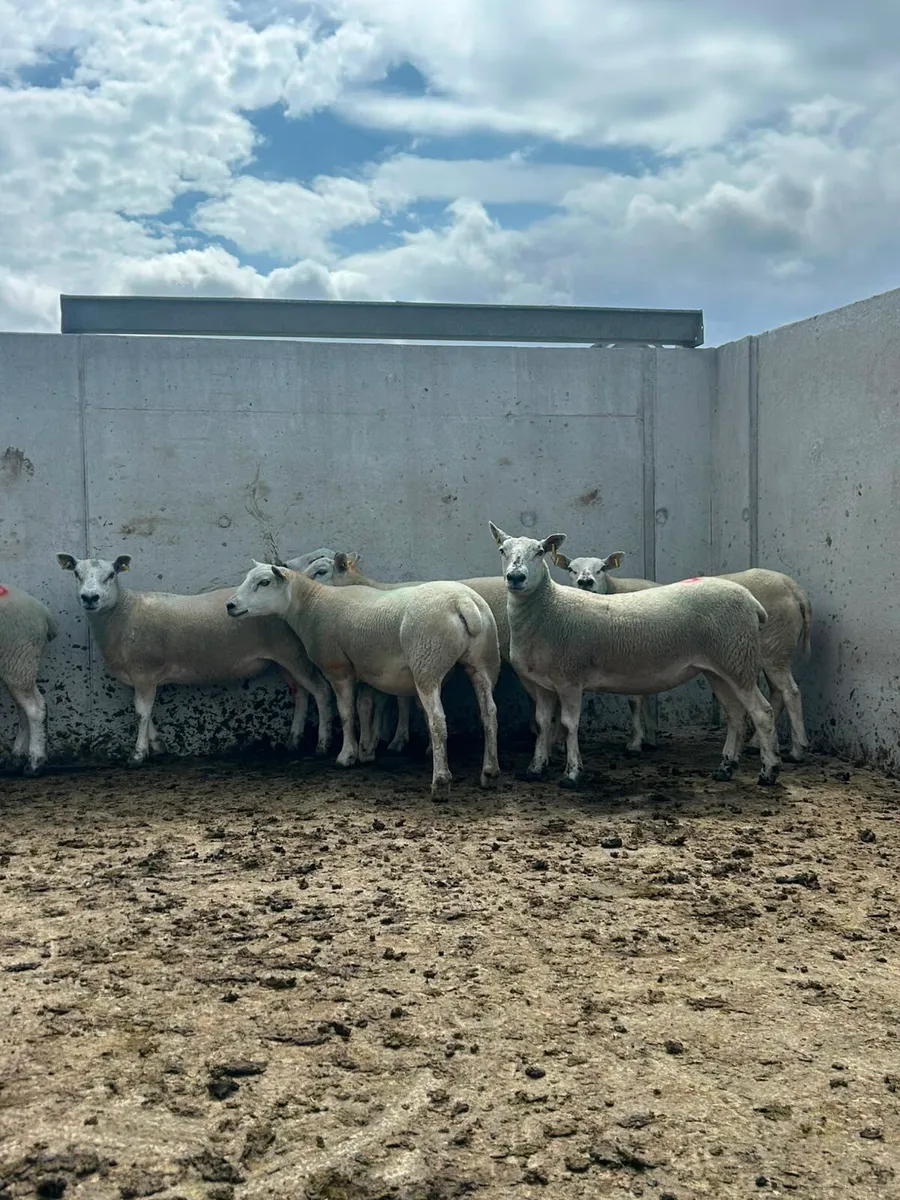 Texel mule Hoggets - Image 1