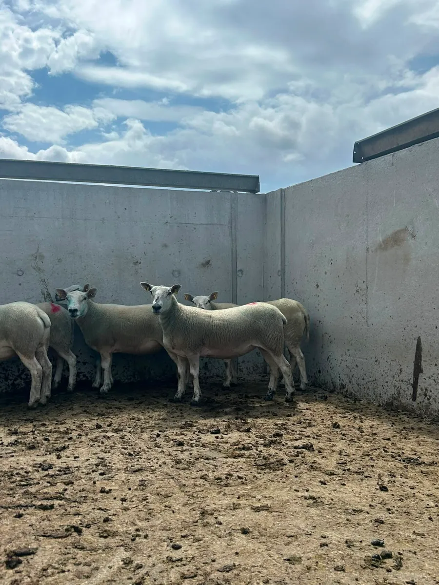 Texel mule Hoggets - Image 2
