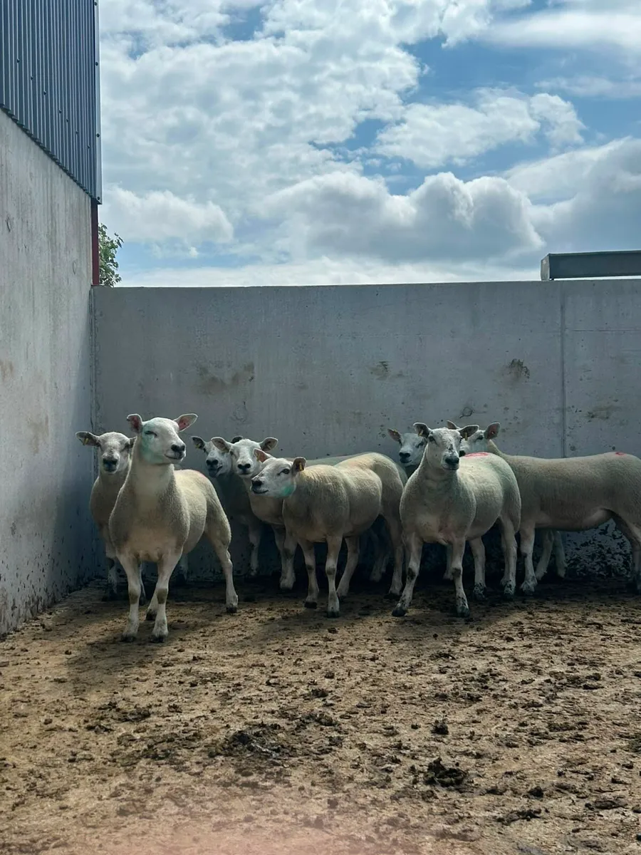 Texel mule Hoggets - Image 3