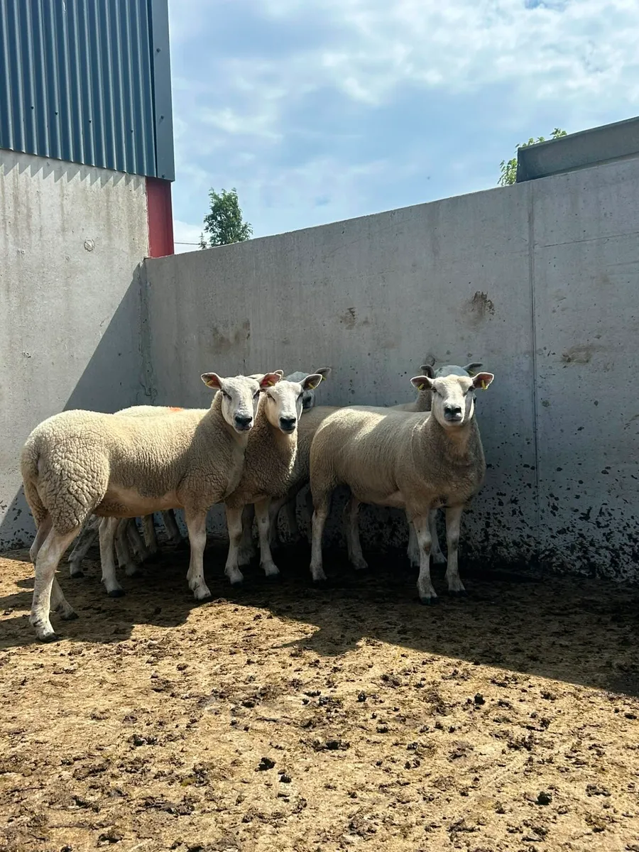 Texel mule Hoggets - Image 4
