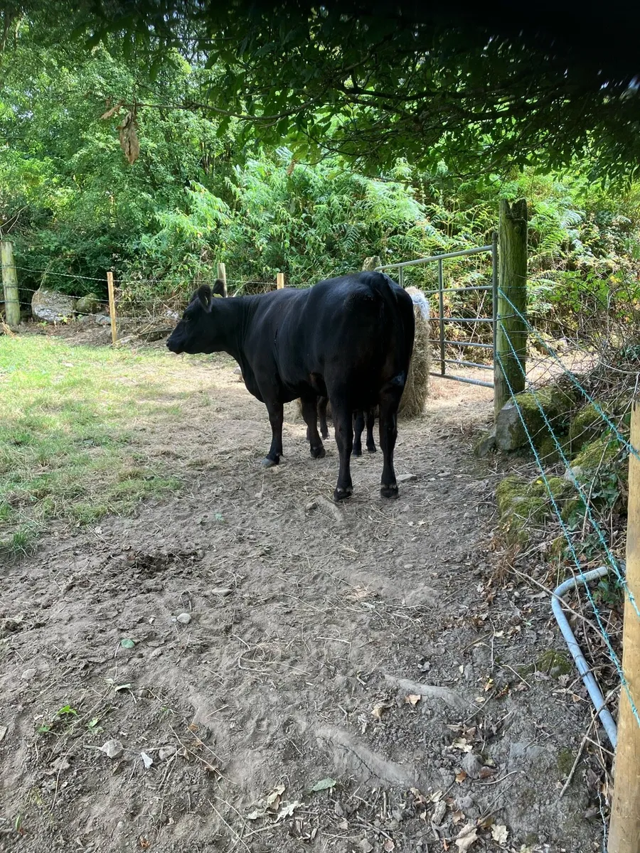 Pbr Angus cow and calf - Image 1