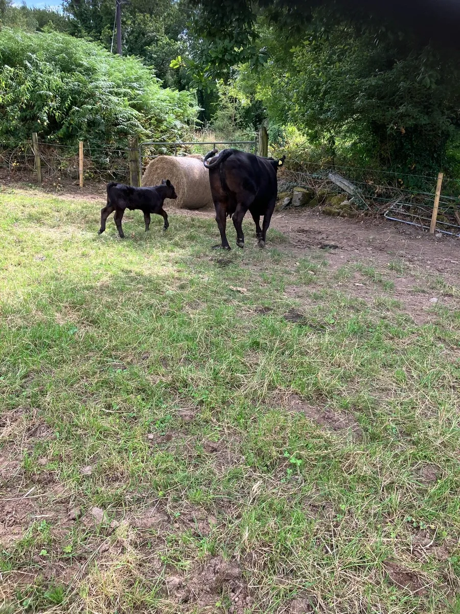 Pbr Angus cow and calf - Image 2