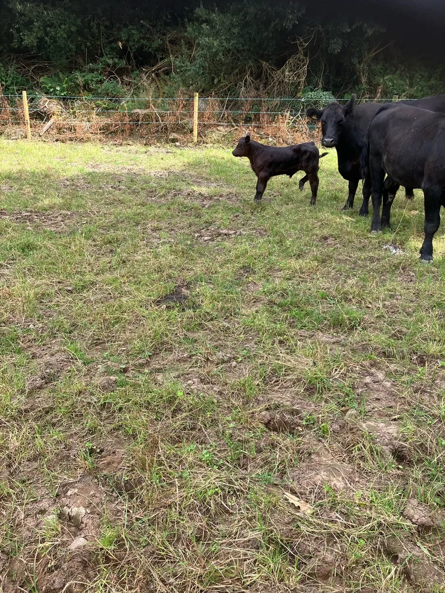 Pbr Angus cow and calf - Image 3