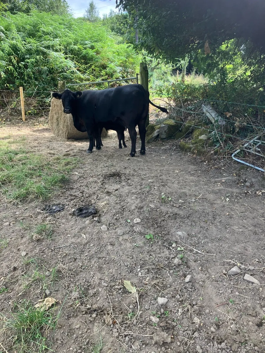 Pbr Angus cow and calf - Image 4
