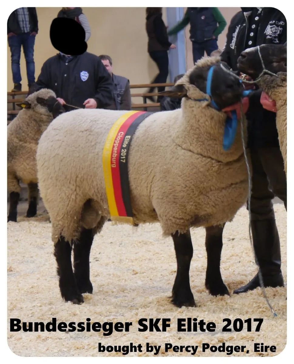 RAMS  SKF 085 105 7140 Easy-Lamber, 1st. 2 factory - Image 1