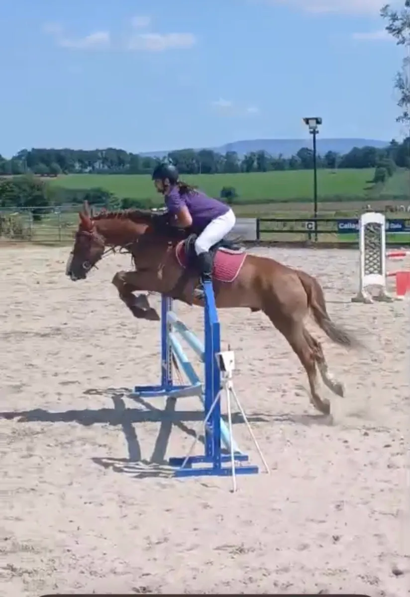 Arthur - 15.3h Jumper/Dressage - Image 1
