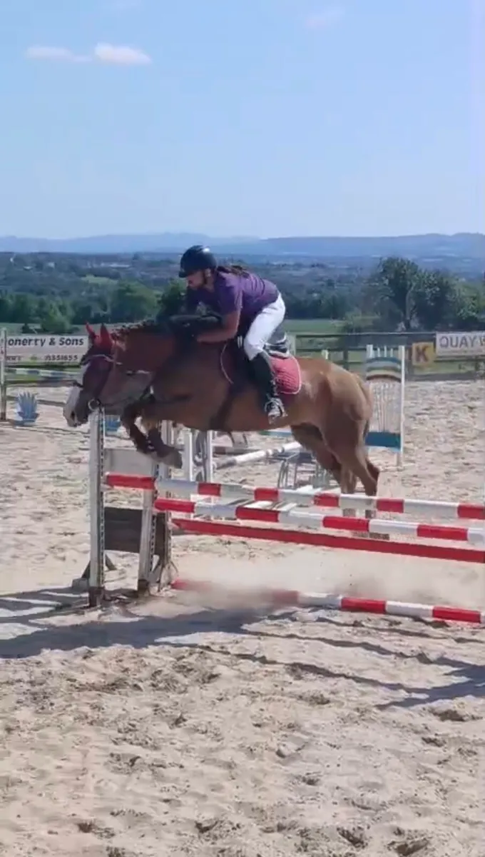 Arthur - 15.3h Jumper/Dressage - Image 2