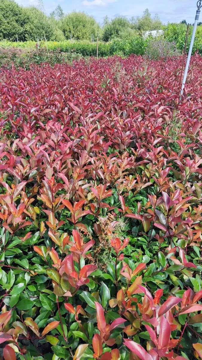 Red Robin Hedging - Image 1