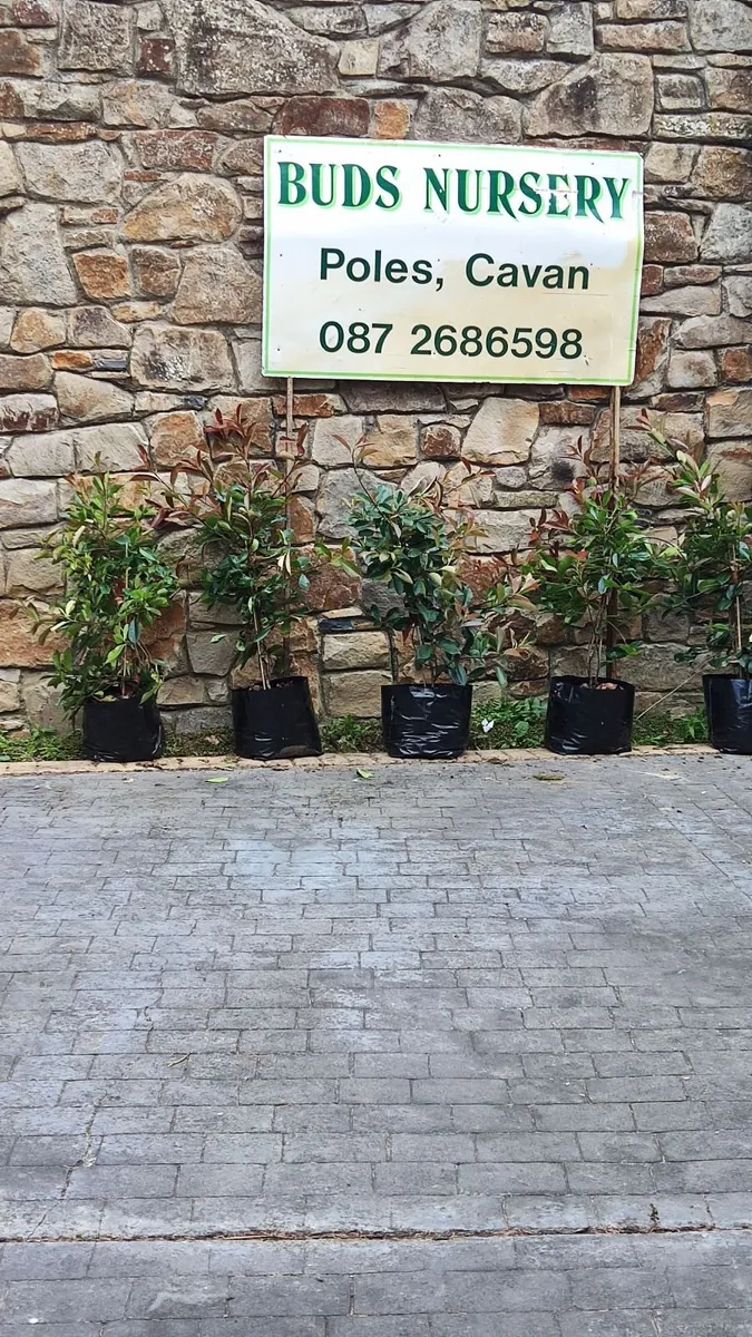 Red Robin Hedging - Image 3