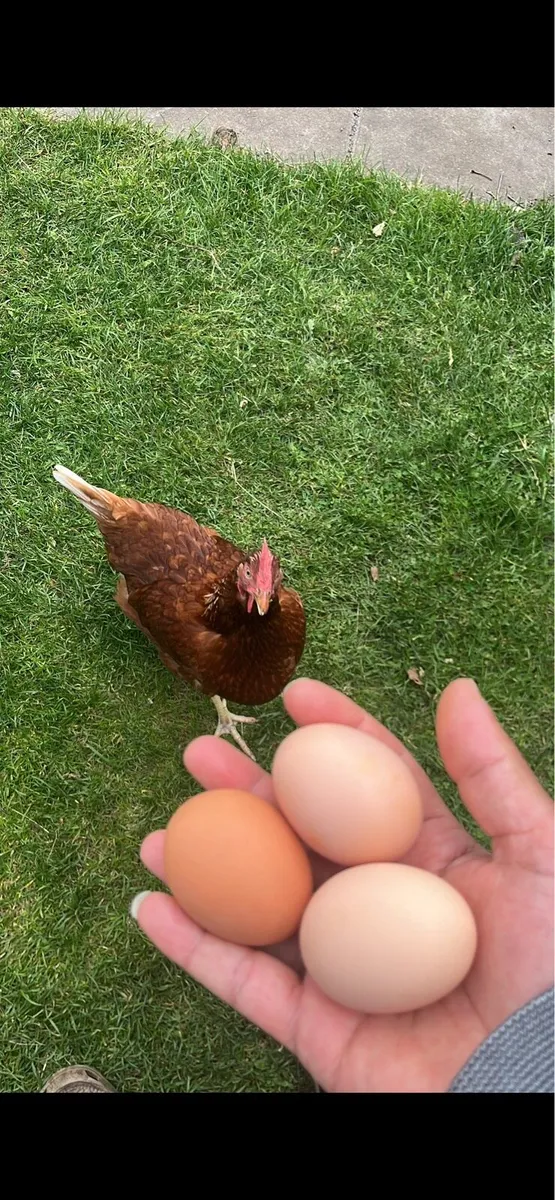 Three laying hens for sale - Image 2