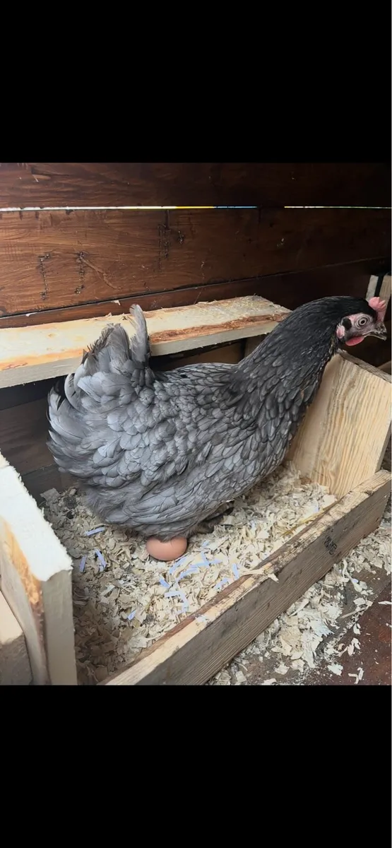 Three laying hens for sale - Image 4