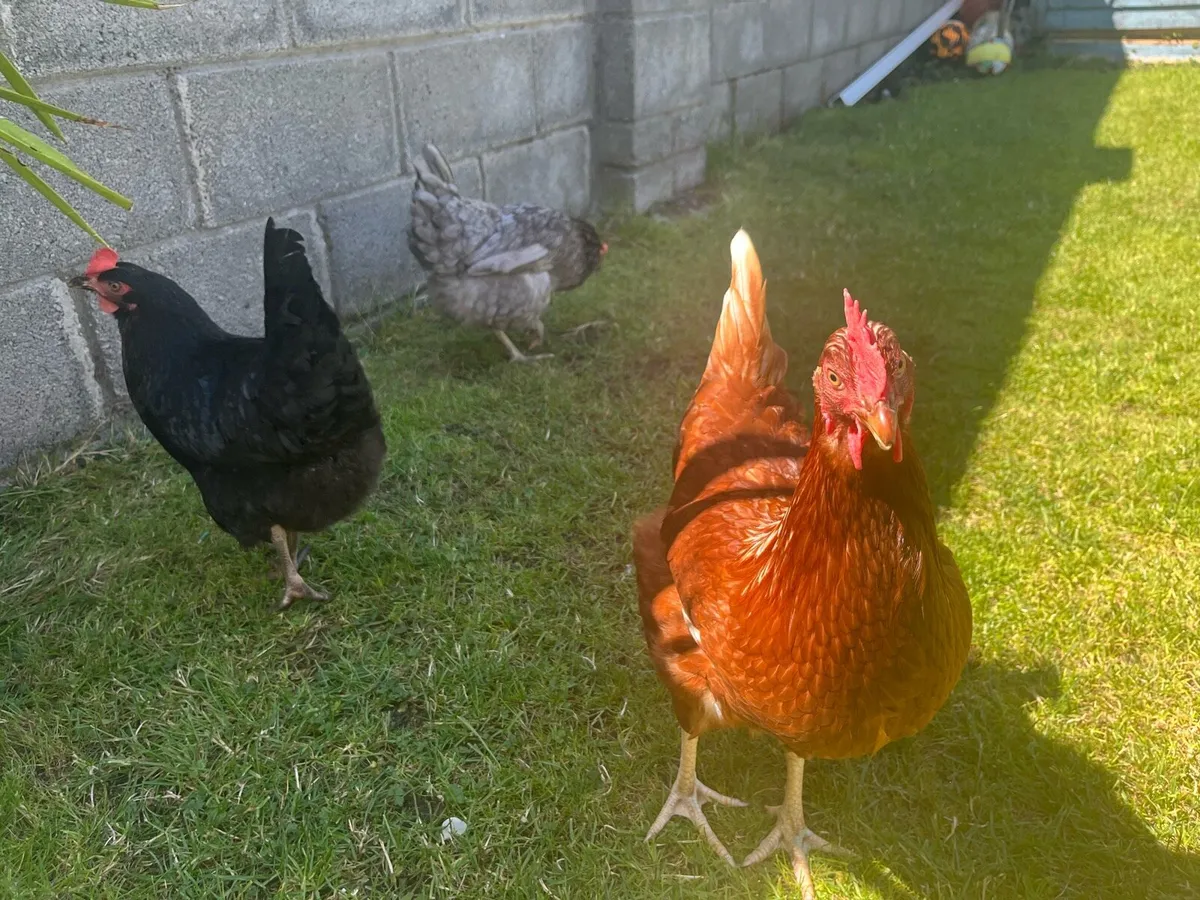Three laying hens for sale - Image 3