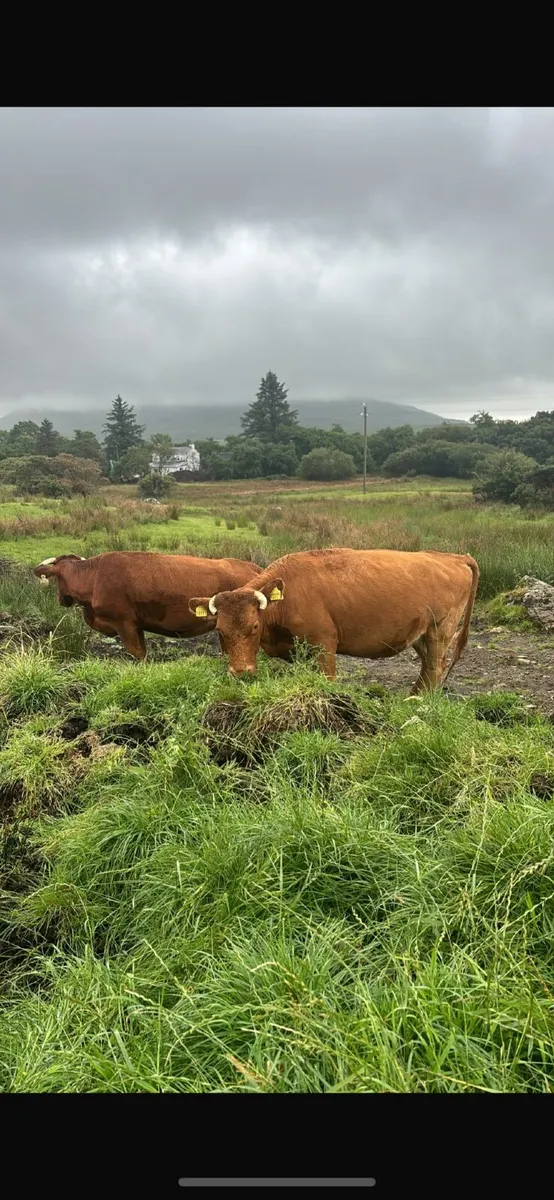 Dexter cows - Image 1