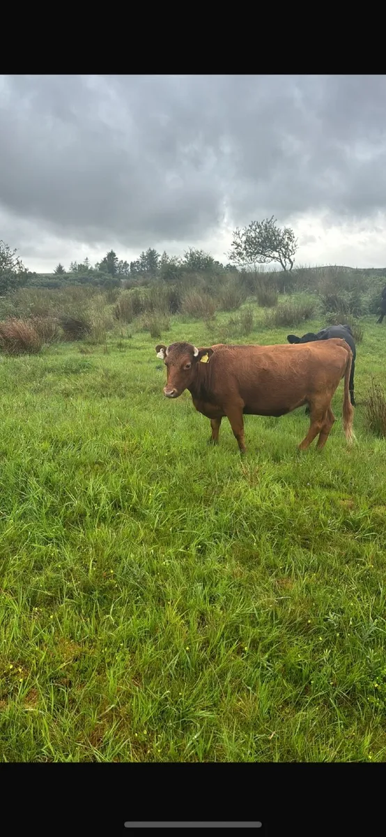 Dexter cows - Image 3