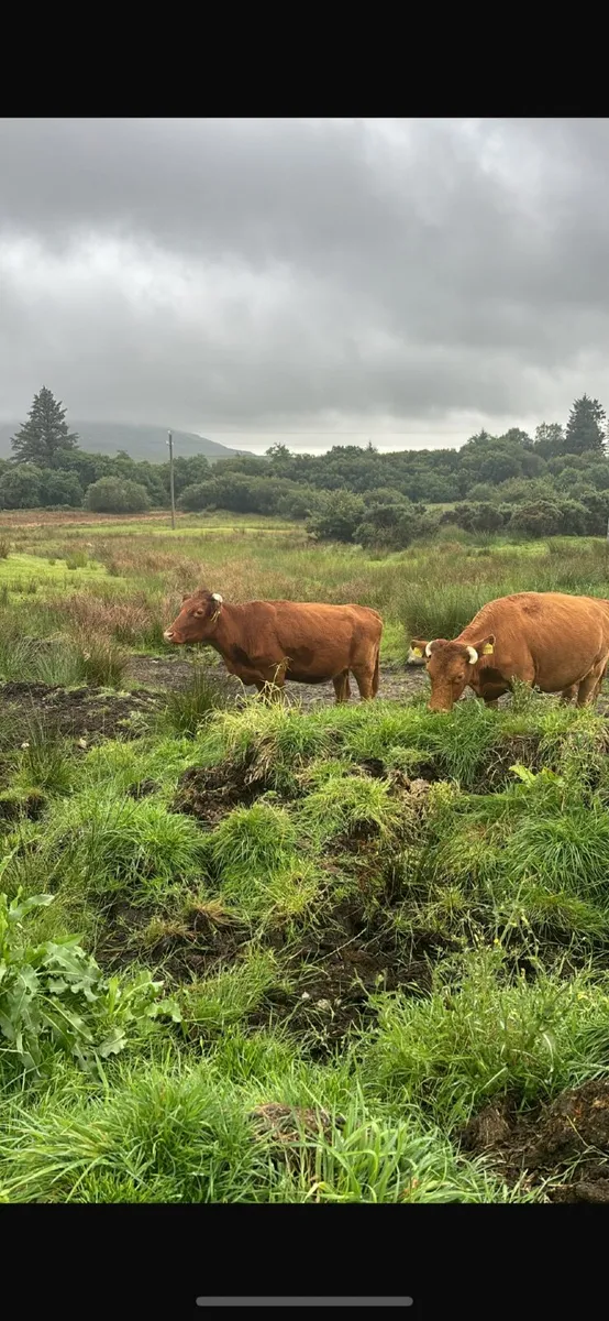 Dexter cows - Image 2