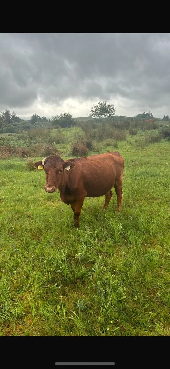 Dexter cows - Image 4