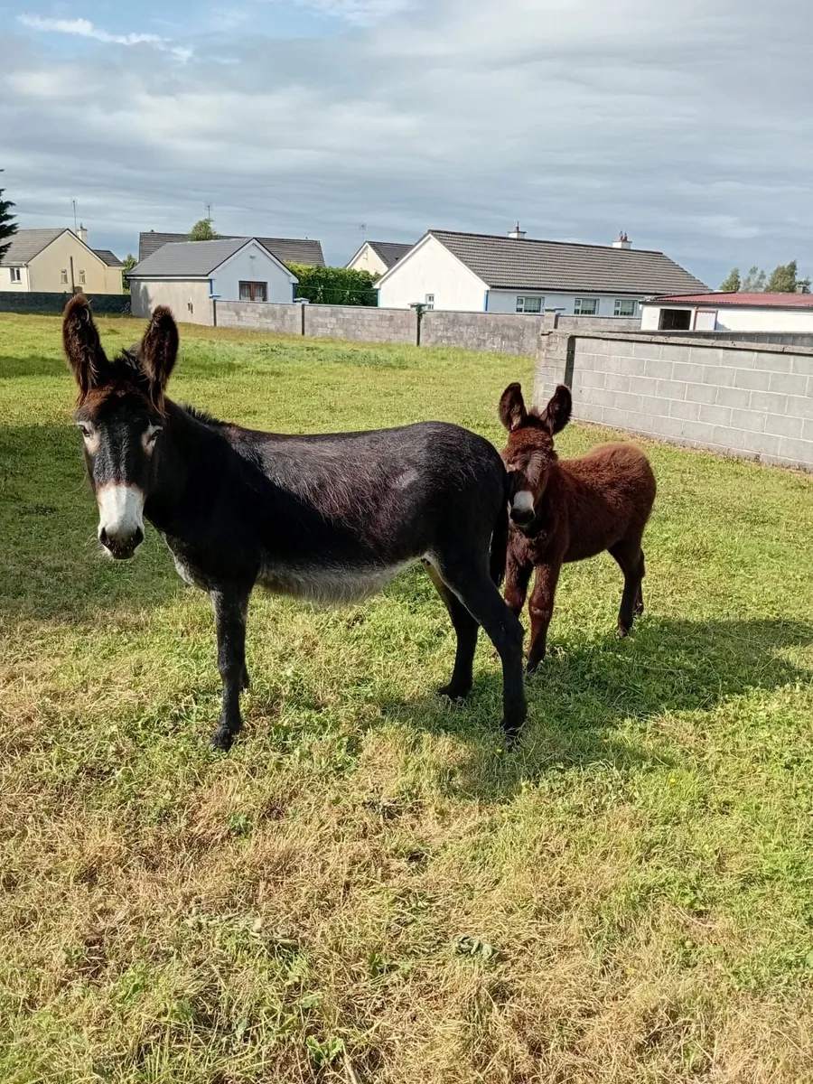 Donkeys - Image 1