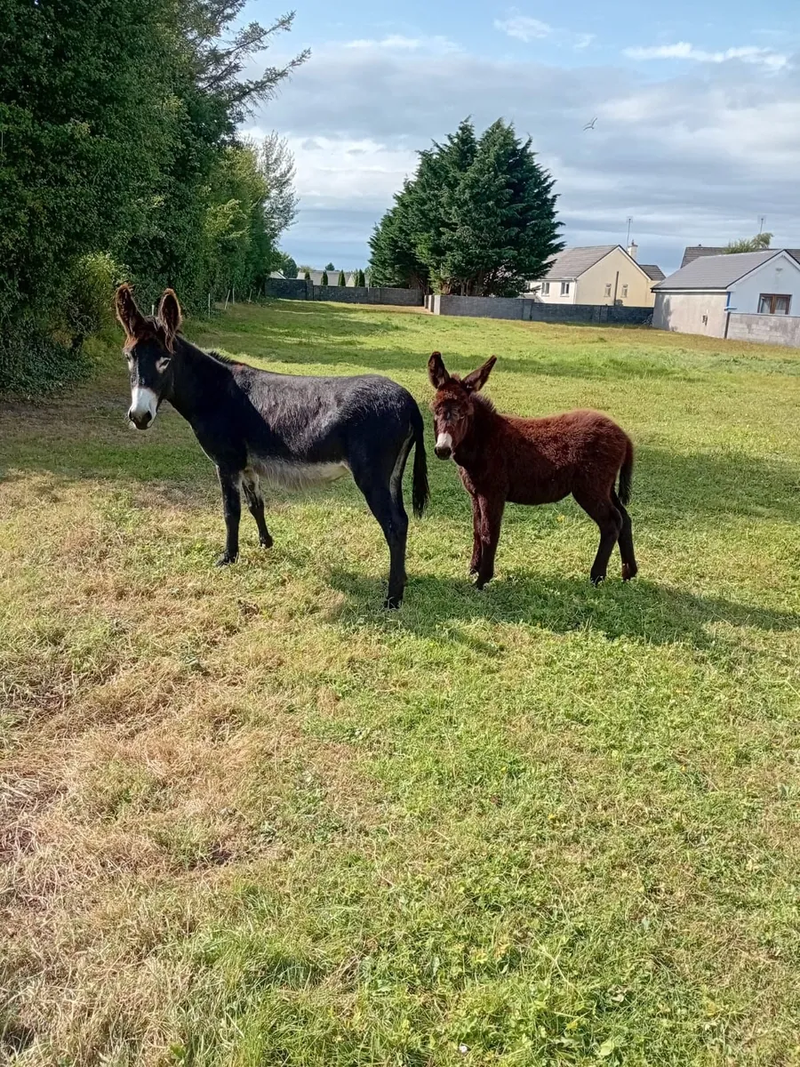 Donkeys - Image 2