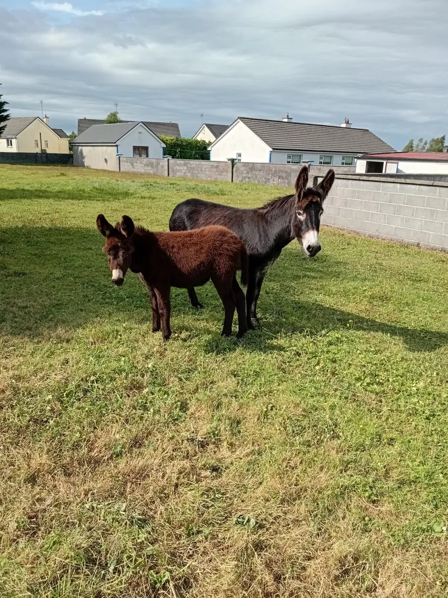 Donkeys - Image 3