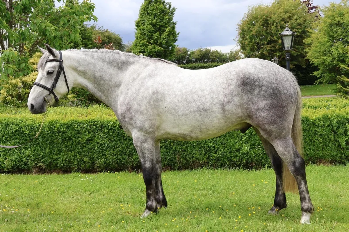 🍀15.1hh 4yo Connemara X ISH Gelding🍀 - Image 1