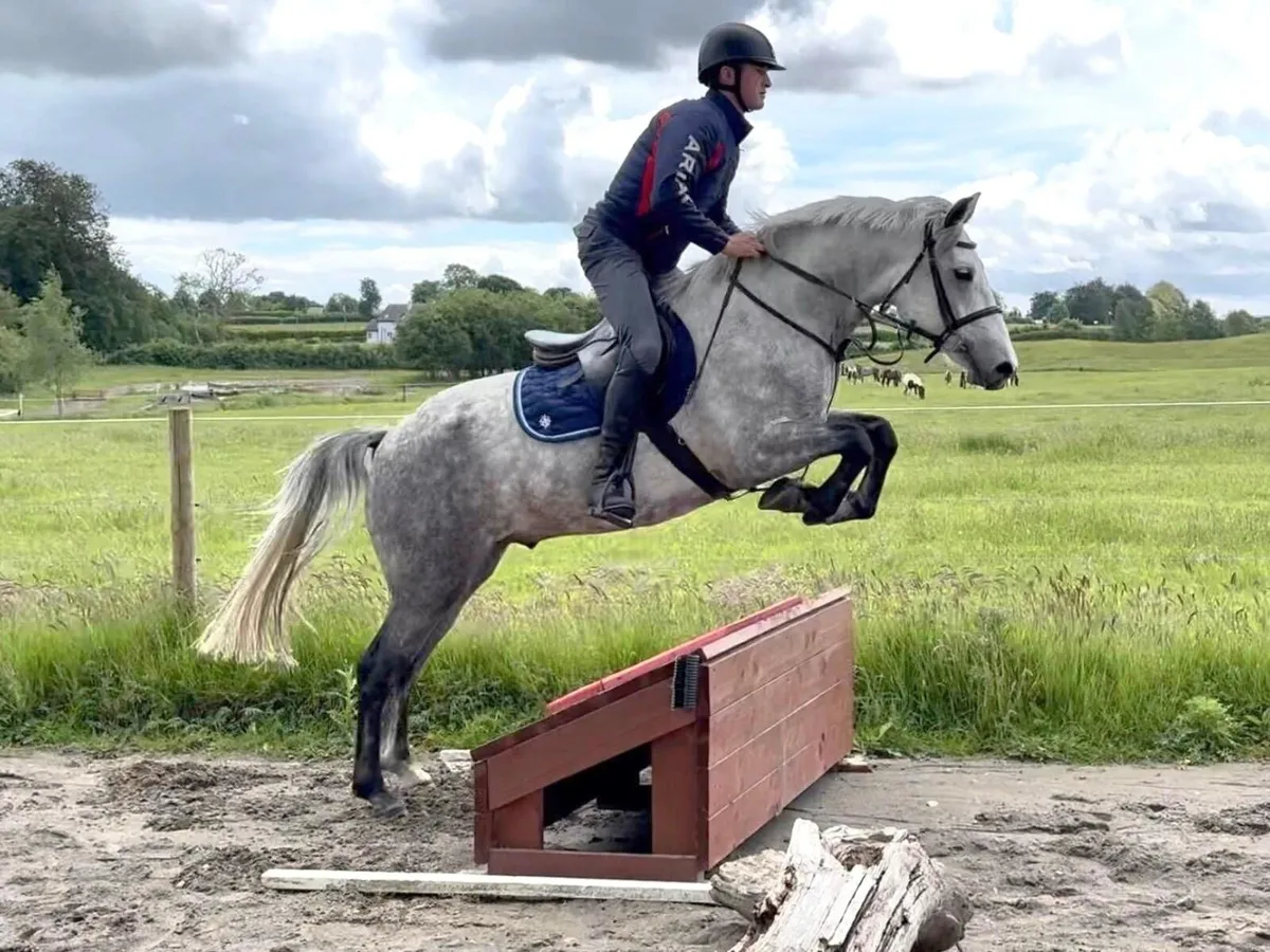 🍀15.1hh 4yo Connemara X ISH Gelding🍀 - Image 3