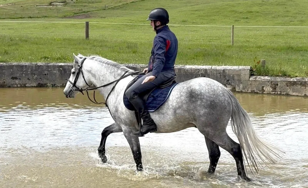 🍀15.1hh 4yo Connemara X ISH Gelding🍀 - Image 4