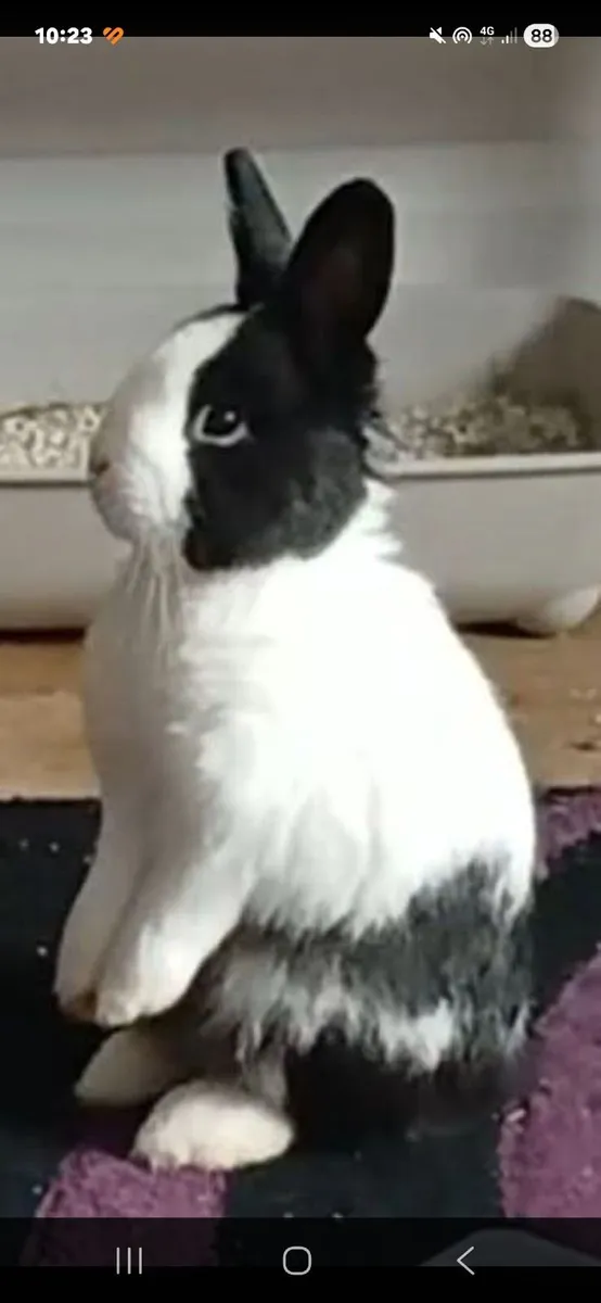Rabbits - Image 1